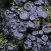 Collema fragrans